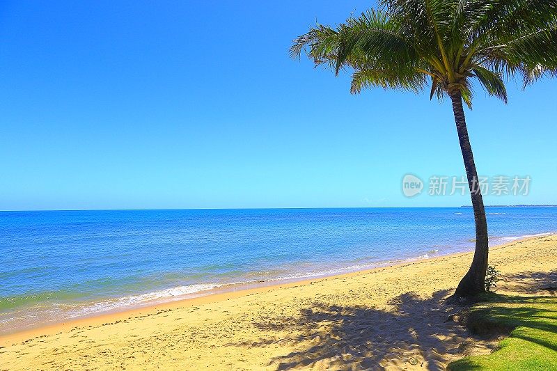 热带天堂:Praia do Forte棕榈树海滩，巴伊亚，巴西